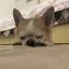 真琴のプロフィール画像