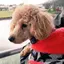 あぶぶのプロフィール画像