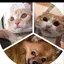 友菜のプロフィール画像