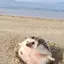 里沙のプロフィール画像