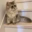 ririのプロフィール画像