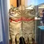 Tomoのプロフィール画像