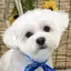しちゃんのプロフィール画像