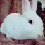 りなのプロフィール画像