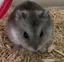 ひみゆりのプロフィール画像