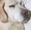 siのプロフィール画像