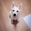 もちゃんのプロフィール画像
