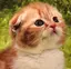 ゆかりんのプロフィール画像