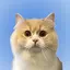 ちくわのプロフィール画像