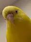 かきのプロフィール画像