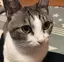 りんこのプロフィール画像