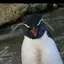 シバタのプロフィール画像