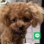 マイクロティーカッププードルのプロフィール画像