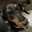 Mercuryのプロフィール画像