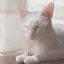 月のプロフィール画像