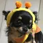 ぽんぽんのプロフィール画像