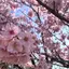 りえこのプロフィール画像