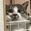 にいなのプロフィール画像
