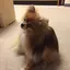 しまりすのプロフィール画像