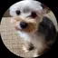 335のプロフィール画像