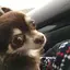 ひのプロフィール画像