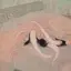 李のプロフィール画像
