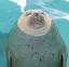 ごまのプロフィール画像