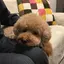 チャピのプロフィール画像