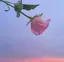 いのうえのプロフィール画像