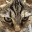 まろんのプロフィール画像