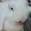 しふぉんのプロフィール画像