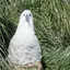 ミミナガヤギのプロフィール画像