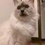 ノアのプロフィール画像