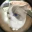 キナのプロフィール画像