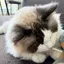 azuuのプロフィール画像