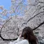 華蓮のプロフィール画像