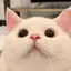 🐈のプロフィール画像