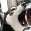 イワシのプロフィール画像