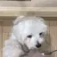 萌香のプロフィール画像