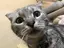 まぉのプロフィール画像