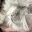 りさのプロフィール画像