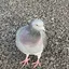 とんとろのプロフィール画像