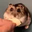 たじまのプロフィール画像