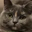きなこのプロフィール画像