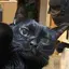 ケットシーのプロフィール画像