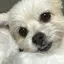 いもちのプロフィール画像