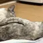 さなのプロフィール画像