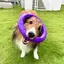 kaaのプロフィール画像