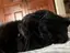 黒猫のプロフィール画像