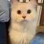 れおまるのプロフィール画像